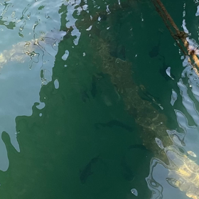 水辺のお仕事の画像