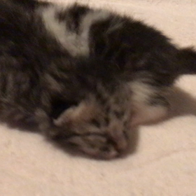 赤ちゃんお披露目！の画像