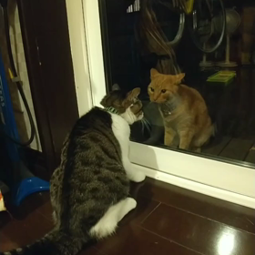 姫 vs トロの画像