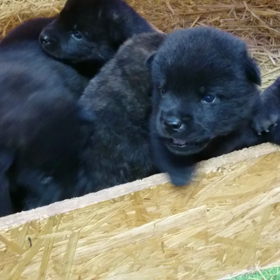 甲斐犬  生後２４日目の画像