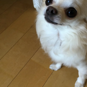 ゴロゴロきらーいの画像