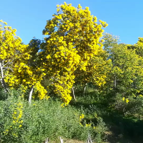 南フランスからのお便り♫の画像