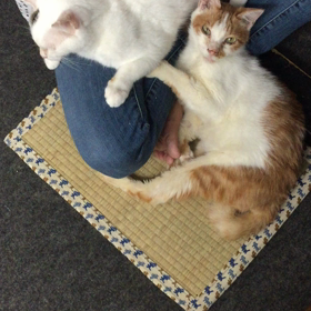 大満足の白さんの画像