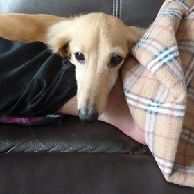 眠いモカご機嫌なもぐの画像