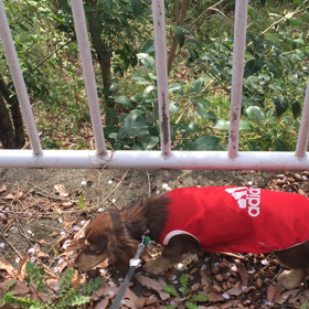 久しぶりの秘密基地の画像