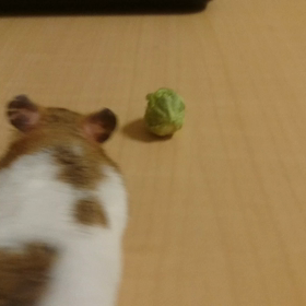 初めての芽キャベツの画像