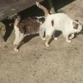 お知らせの画像