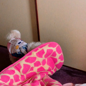 くぅーたんのいつものカリカリ……☆彡( っ¯ ³¯ )っ~♡の画像