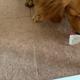 氷カリカリ…♪の画像