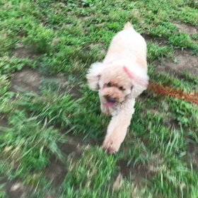 ♪お散歩動画♪代々木公園♪の画像