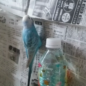 今日のくうの画像