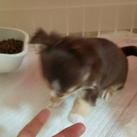 ニキータちゃん動画の画像