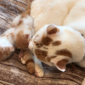 猫カフェの画像