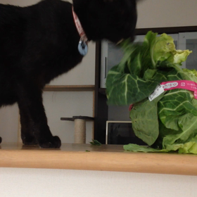 2020/03/27　　ゆうべの出来事の画像