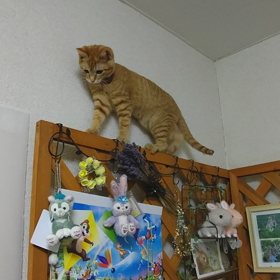 子猫あるあるの画像