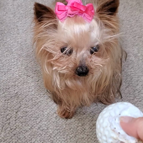 元気なライムの画像