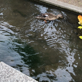 カルガモちゃん2の画像