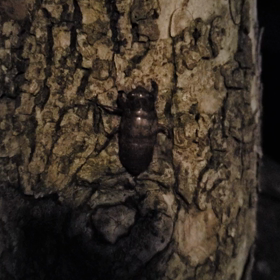 動いてるとこ見たことある？の画像