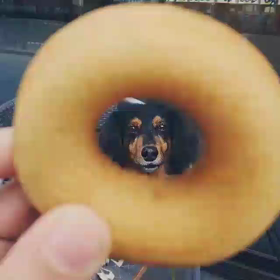 ドーナツの穴から おしゃべりみんちゃんの画像