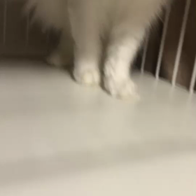 猫、おこる！の画像