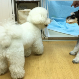 でも、逃げたり、吠えたりしなかったね。の画像