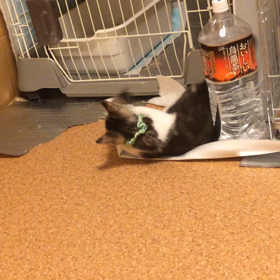 ハッスル  〜ハクちゃんの巻〜の画像