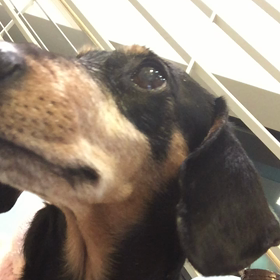 はなさん、春の健康診断の画像