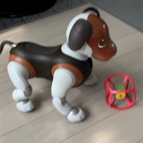 今日のロンちゃん！の画像