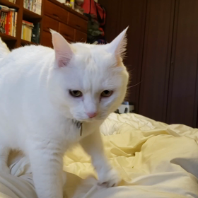 ふみふみ夏ちゃんの画像