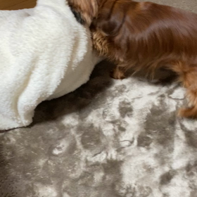 マロンのスイッチの画像