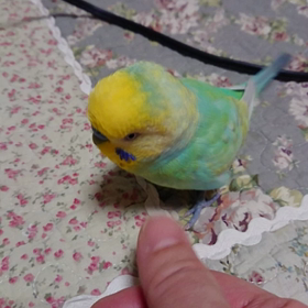 くるくる回るの画像