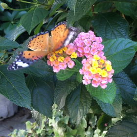 ちょうちょのお食事の画像