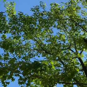 今朝の風景【2020年6月7日】〜風の音〜の画像