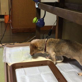 シートを畳むのですの画像