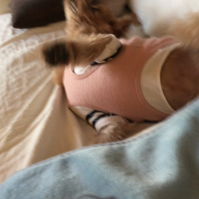 cleoの天ぷら⁉️の画像