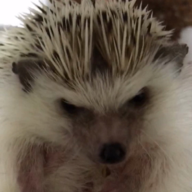 186日目ハリネズミの鳴き声の画像