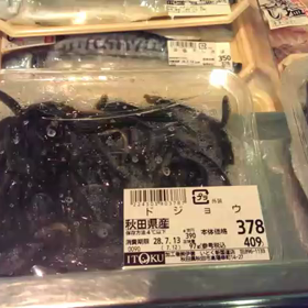 ニョロニョロと動くドジョウ(°Д°)の画像