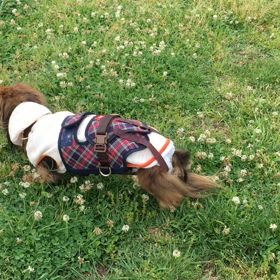 レナは大忙しの画像