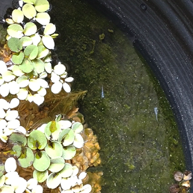 どーしようもないことの画像