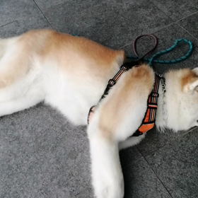 各地で猛暑日を記録するここ数日。静岡はまだましな方。スタートは涼しくても、朝7時頃もう暑い。未の画像