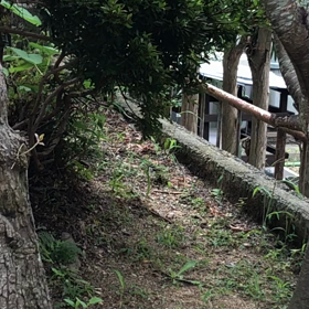 今度は雉鳩（キジバト）の画像