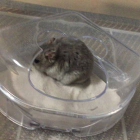 なっちゃんの鳴き声の画像