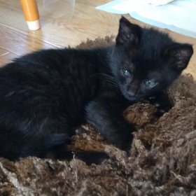 おやすみなさいの画像