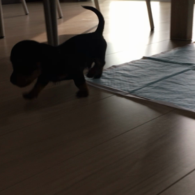 上手に歩ける様になりましたの画像