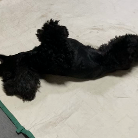 うれしかったですー？の画像