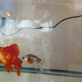 猩ちゃんの画像