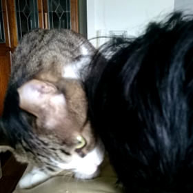 ゆうきのママは3人いるよ(≧∇≦)の画像