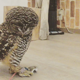 う、うごいてる…の画像