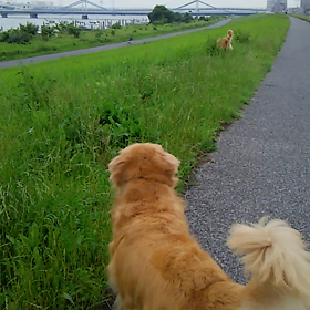今日も土手への画像