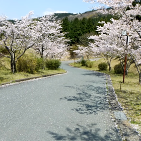 桜の画像